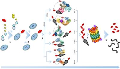 The role of APC/C in cell cycle dynamics, growth and development in cereal crops